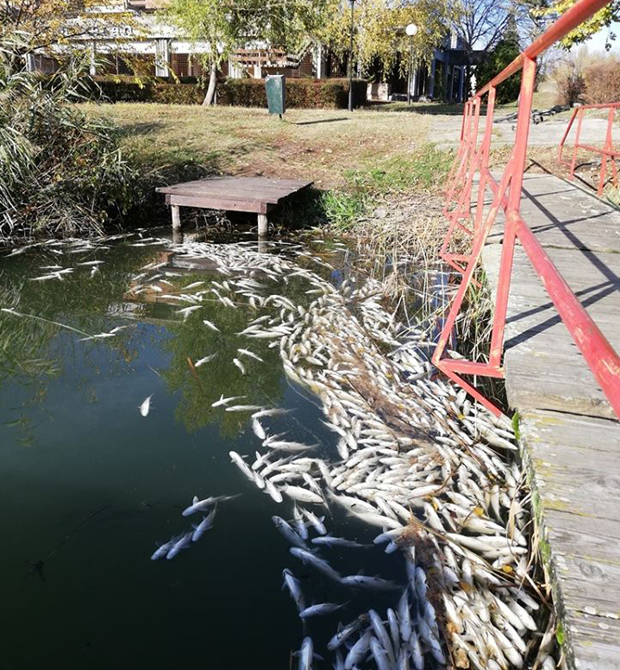 Еколошки акцидент на каналу код Србобрана: Тоне мртве рибе, али кривца нема